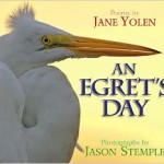 an egrets day